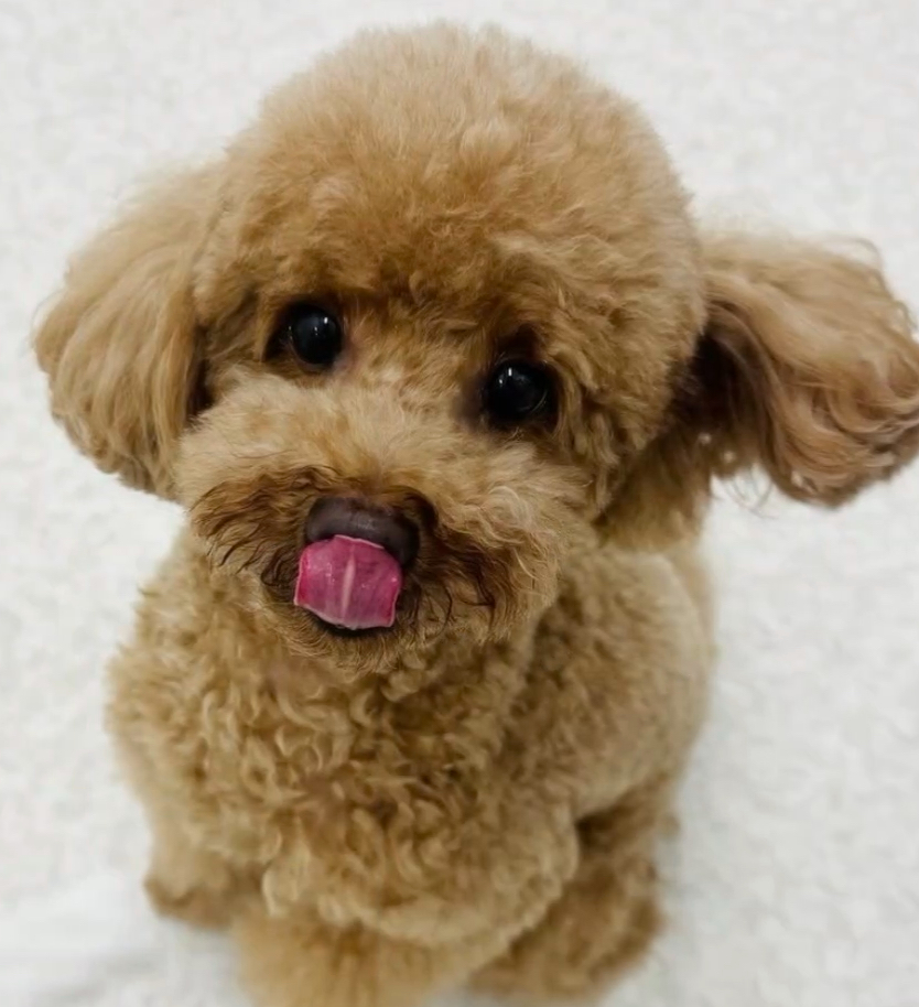 瀬戸朝香さん愛犬